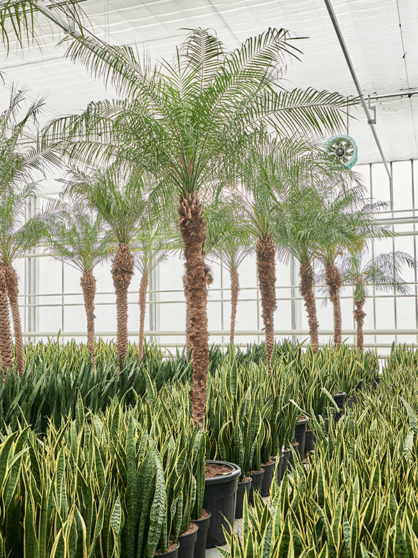 Phoenix roebelenii (470-500)
