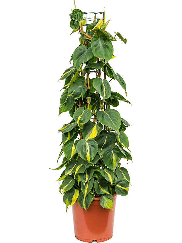 Philodendron scandens 'Brasil'