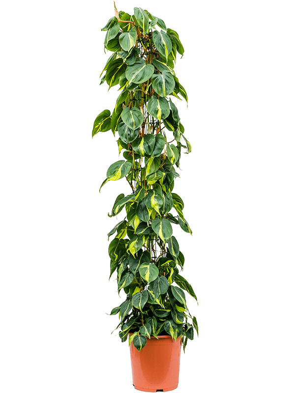 Philodendron scandens 'Brasil'