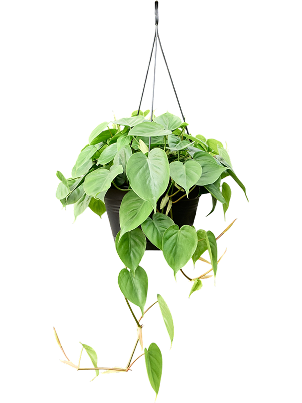 Philodendron scandens (100-120)