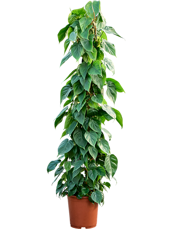 Philodendron scandens