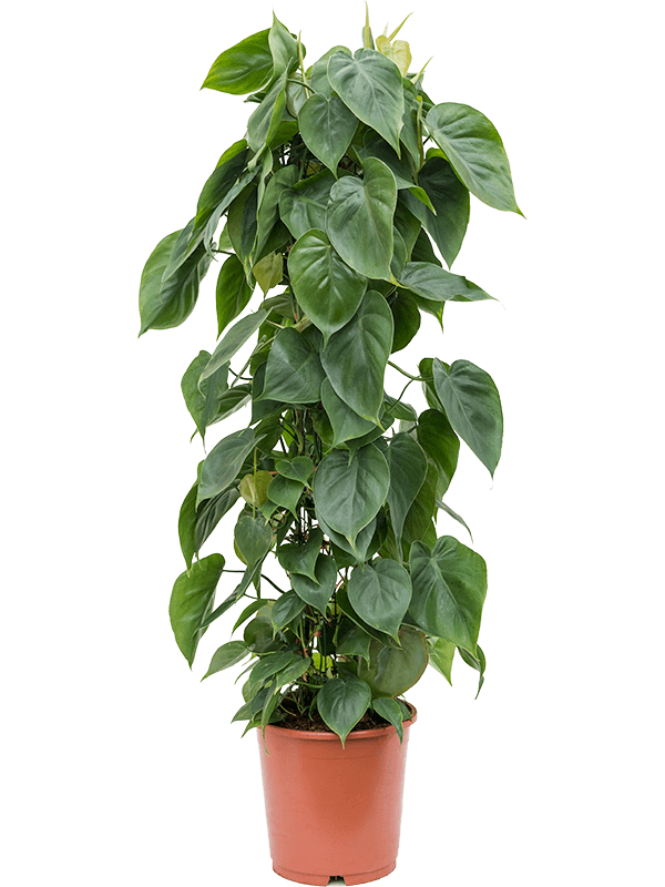 Philodendron scandens