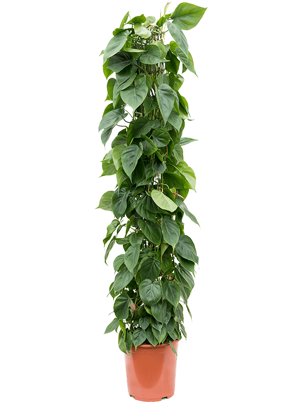 Philodendron scandens