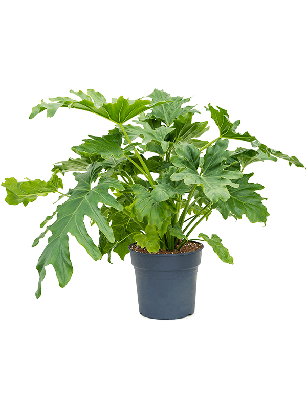 Philodendron selloum