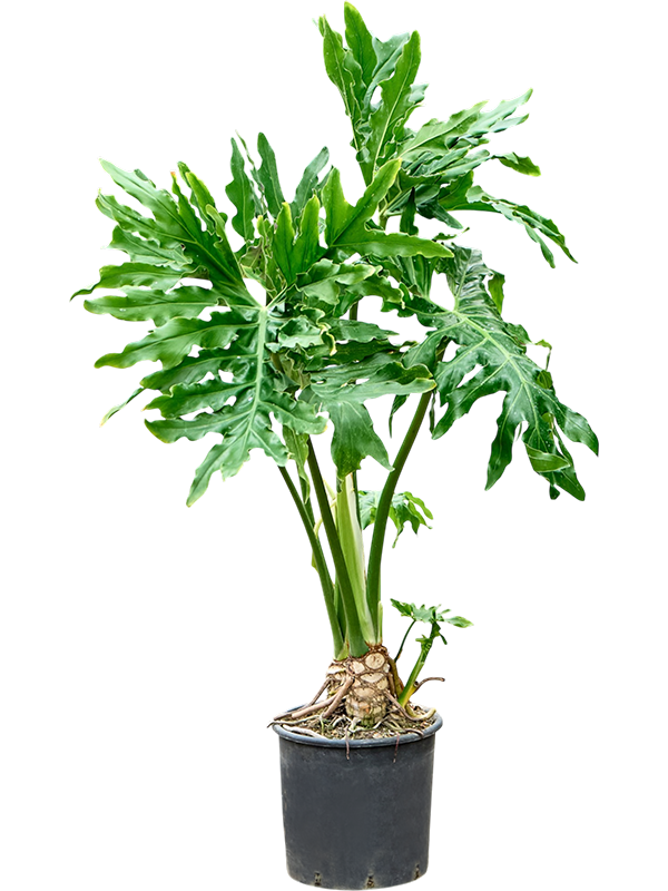 Philodendron selloum