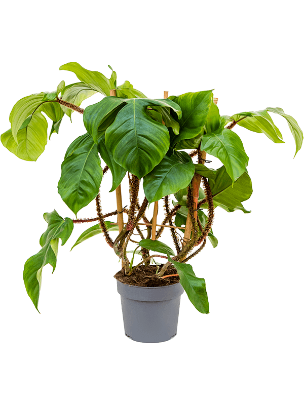 Philodendron squamiferum