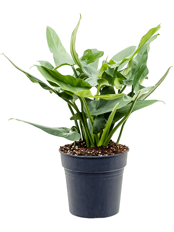 Philodendron 'Silver Queen'