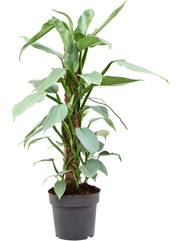 Philodendron ‘Silver Queen’