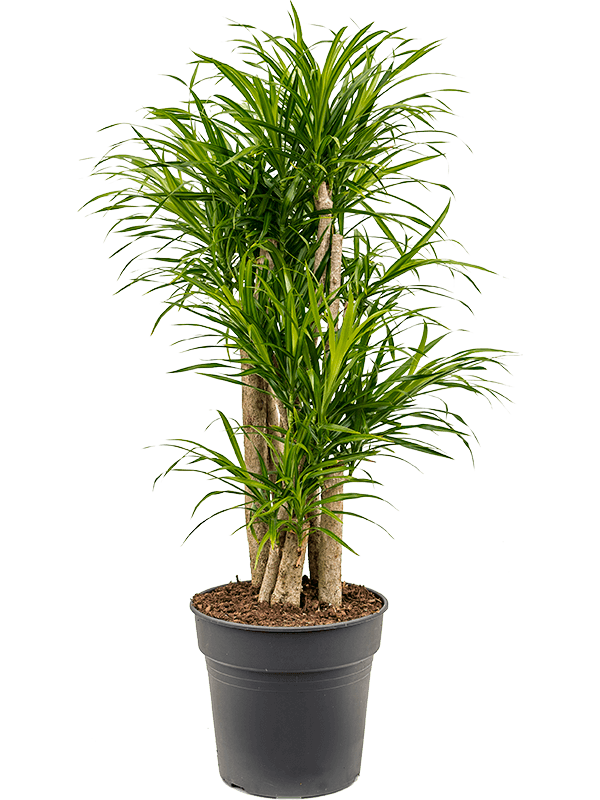 Pleomele (Dracaena) 'Anita Variegata'