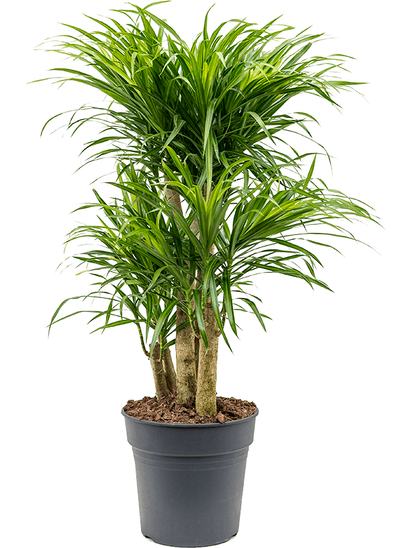 Pleomele (Dracaena) 'Anita Variegata'