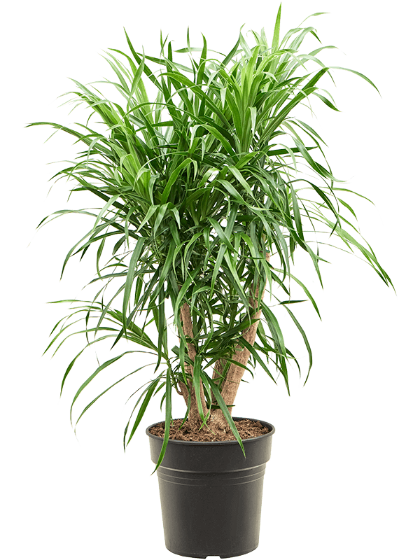 Pleomele (Dracaena) 'Anita Variegata'