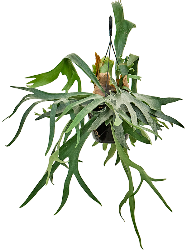 Platycerium bifurcatum