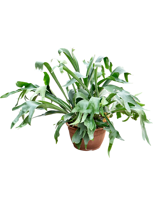 Platycerium bifurcatum