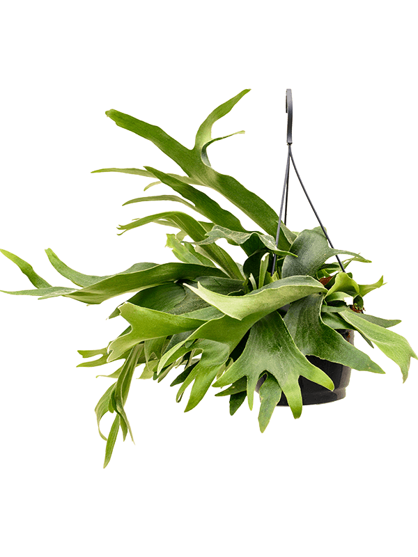 Platycerium bifurcatum