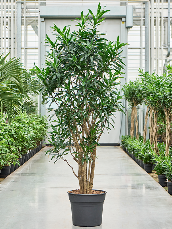 Pleomele (Dracaena) reflexa