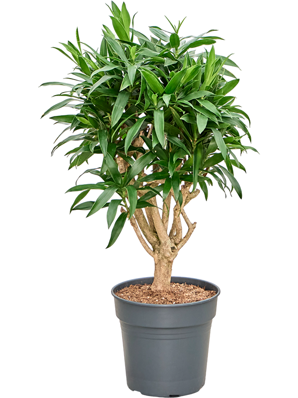 Pleomele (Dracaena) reflexa