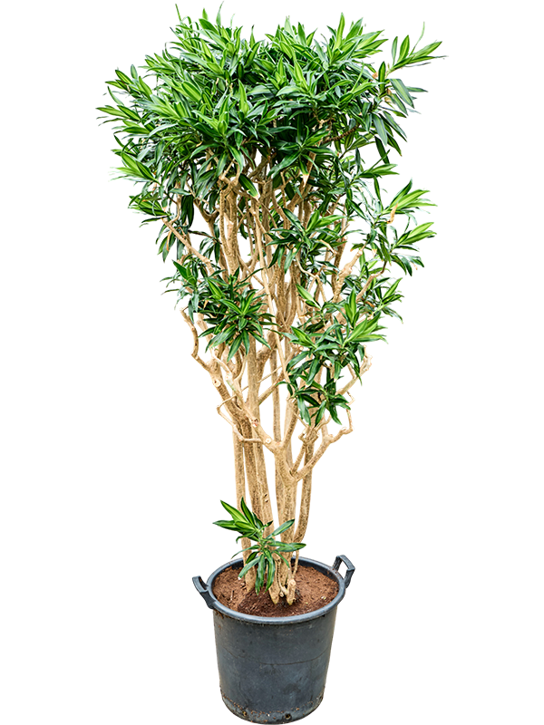 Pleomele (Dracaena) reflexa 'Song of Jamaica'