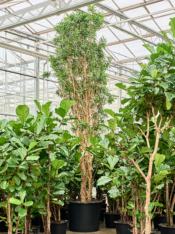 Pleomele (Dracaena) reflexa 'Song of Jamaica'