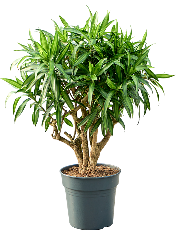 Pleomele (Dracaena) reflexa 'Song of Jamaica'
