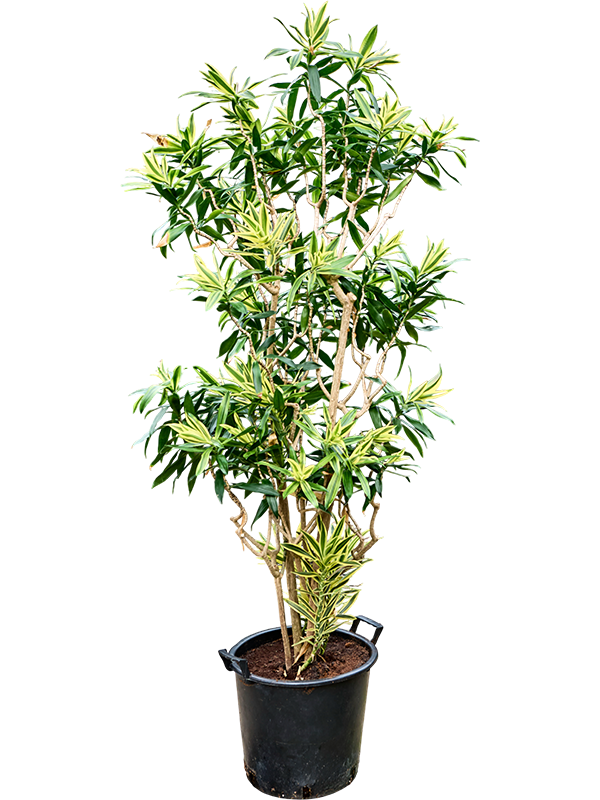 Pleomele (Dracaena) reflexa 'Song of Sri Lanka'