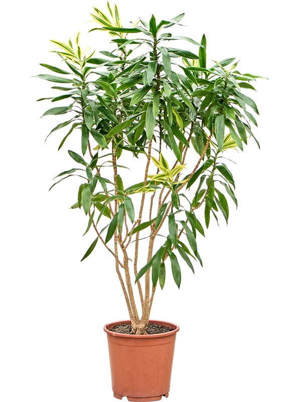 Pleomele (Dracaena) reflexa 'Song of Sri Lanka'