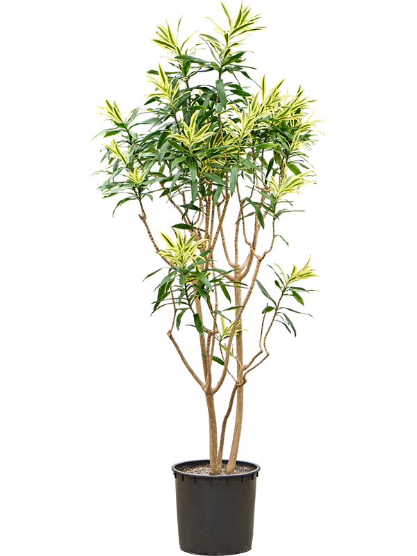 Pleomele (Dracaena) reflexa 'Song of Sri Lanka'