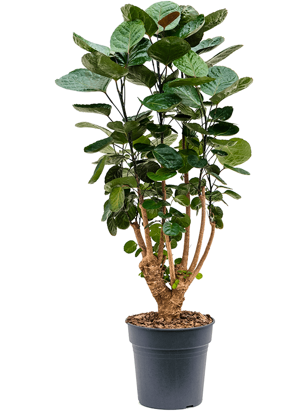 Aralia (Polyscias) 'Fabian'