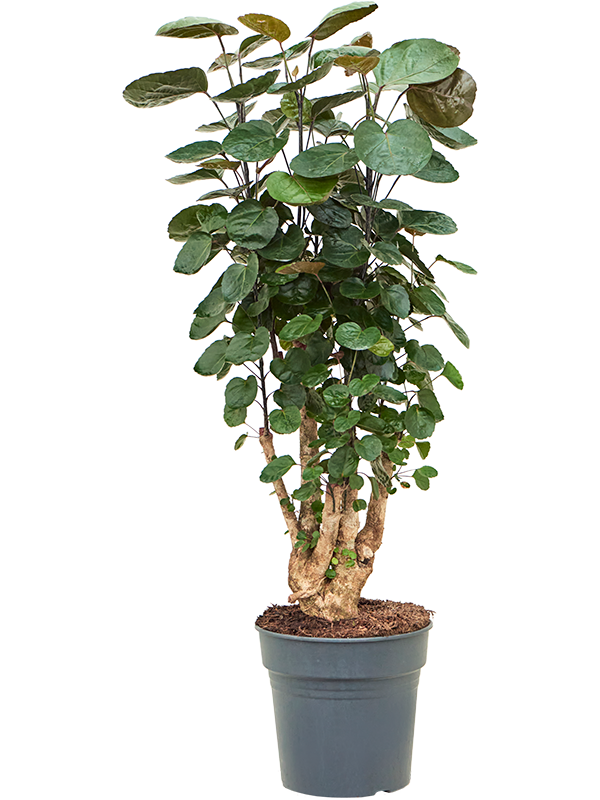 Aralia (Polyscias) 'Fabian'
