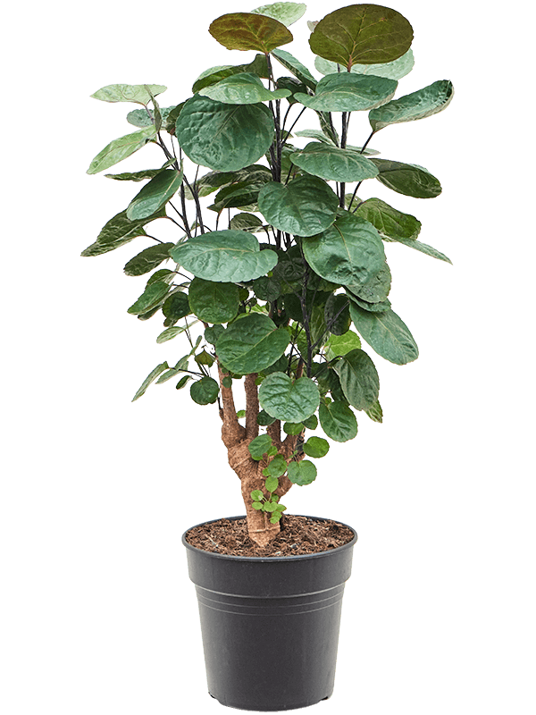 Aralia (Polyscias) 'Fabian'