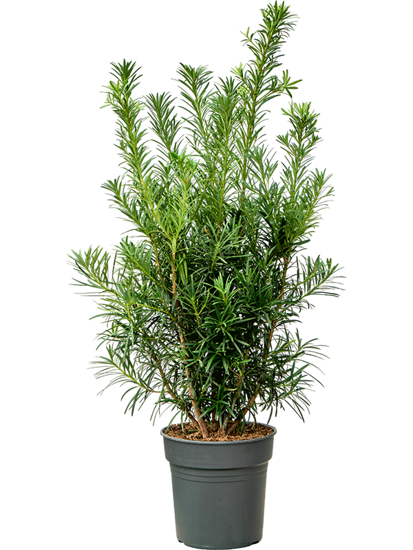 Podocarpus macrophyllus (80-100)