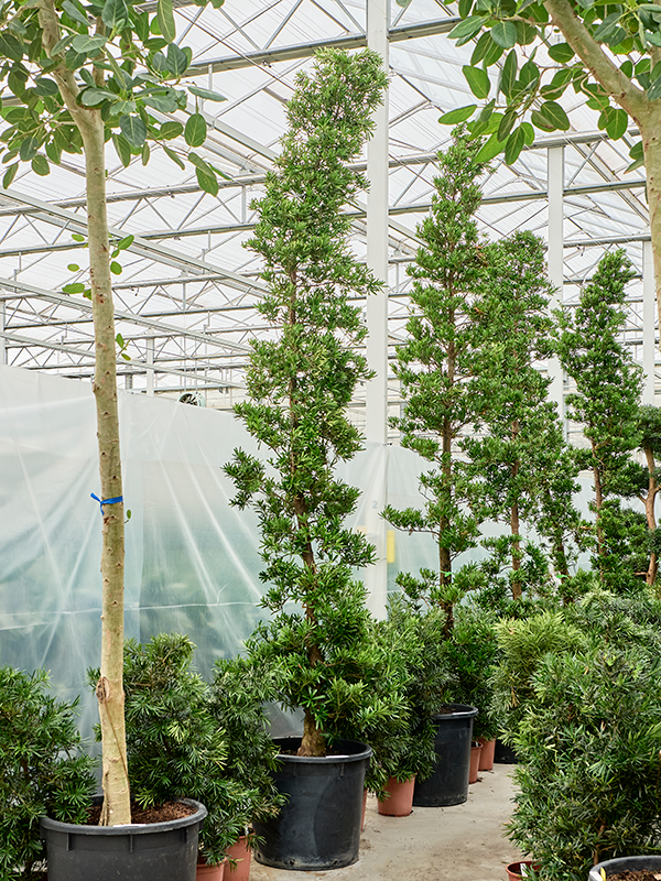 Podocarpus macrophyllus