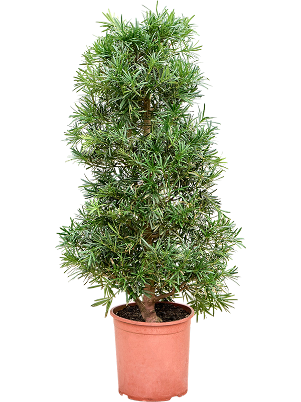 Podocarpus macrophyllus