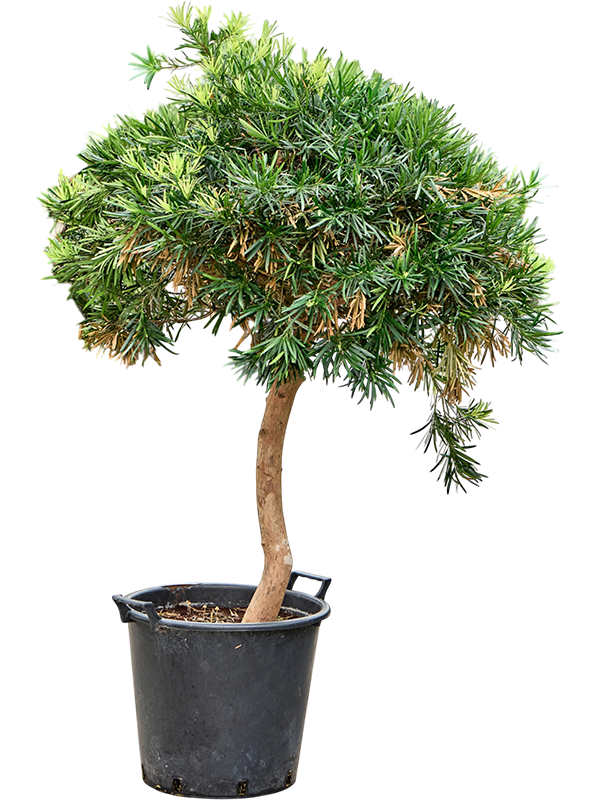 Podocarpus macrophyllus