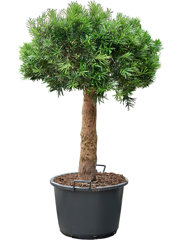 Podocarpus macrophyllus