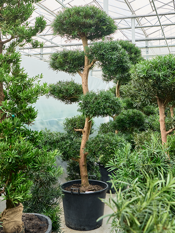 Podocarpus macrophyllus (300-340)