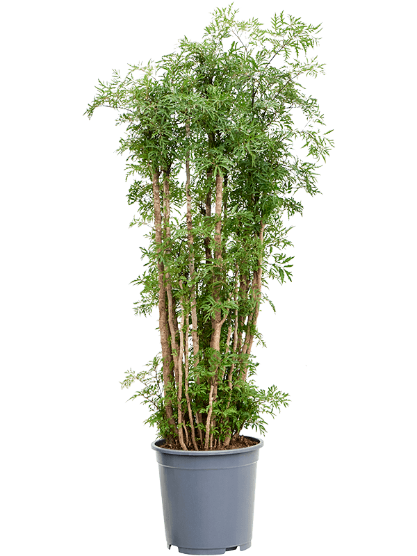 Aralia (Polyscias) 'Ming'