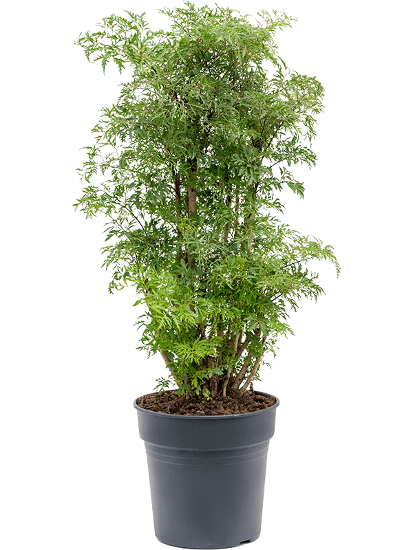 Aralia (Polyscias) 'Ming'