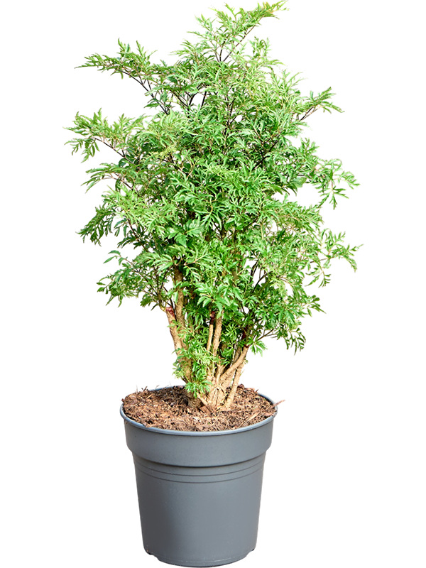 Aralia (Polyscias) 'Ming'