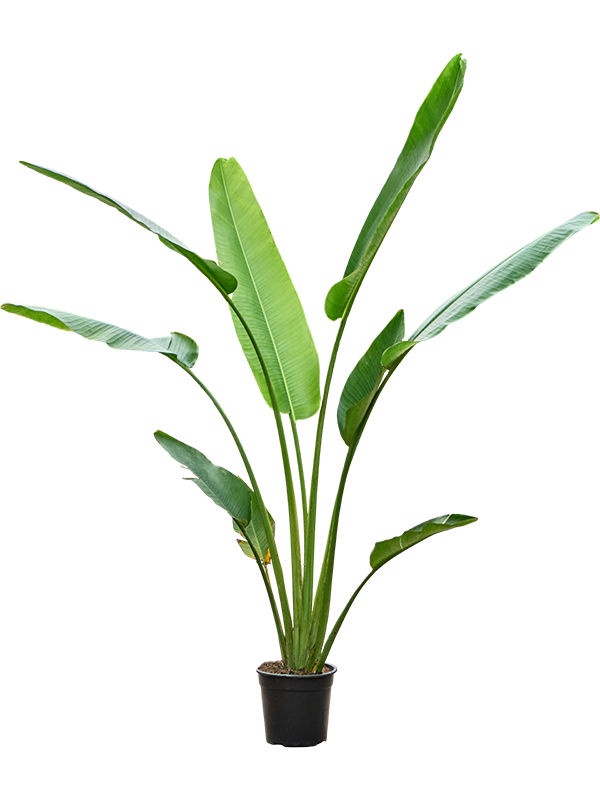 Ravenala madagascariensis (160-220)