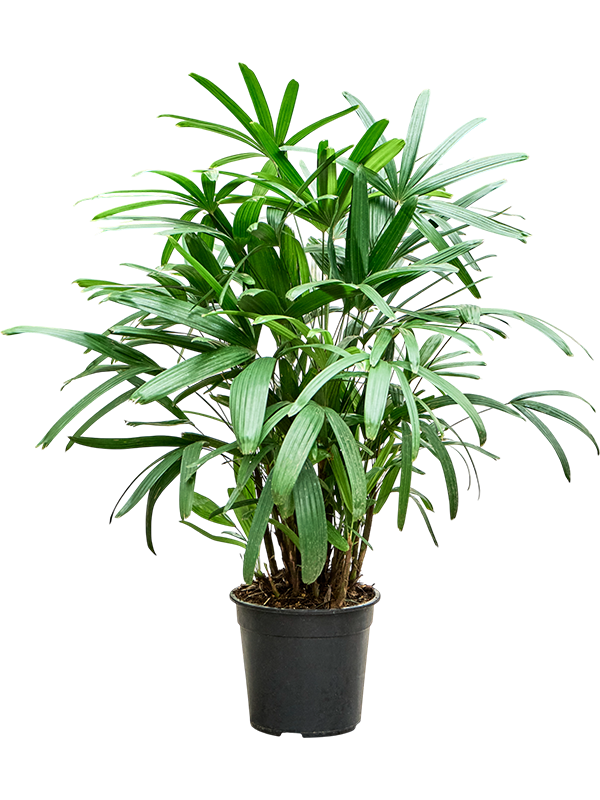 Rhapis excelsa