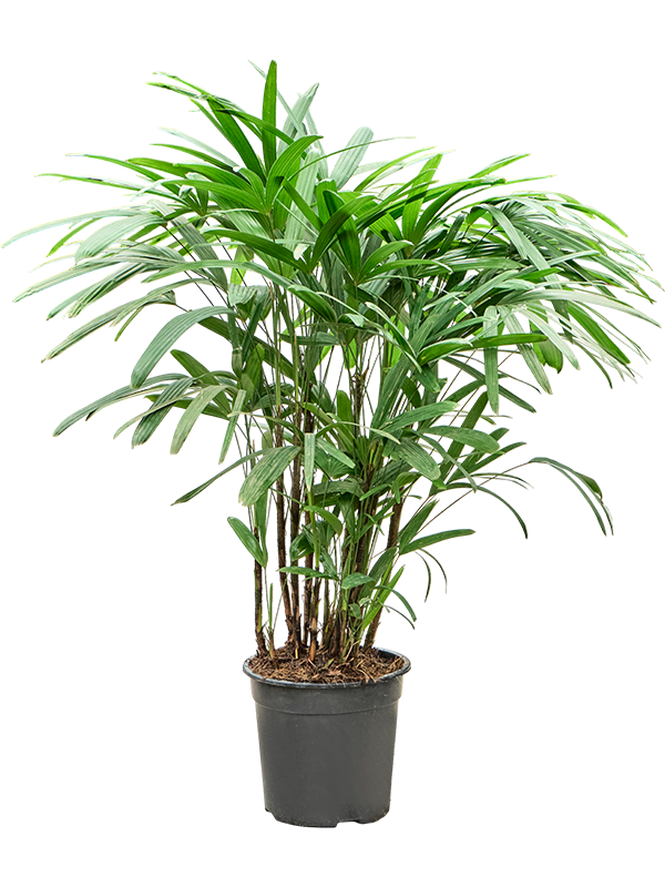 Rhapis excelsa