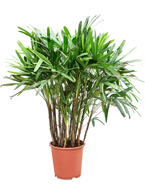 Rhapis excelsa