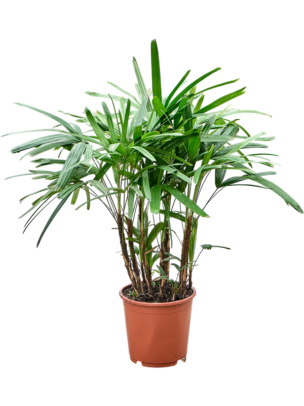 Rhapis excelsa