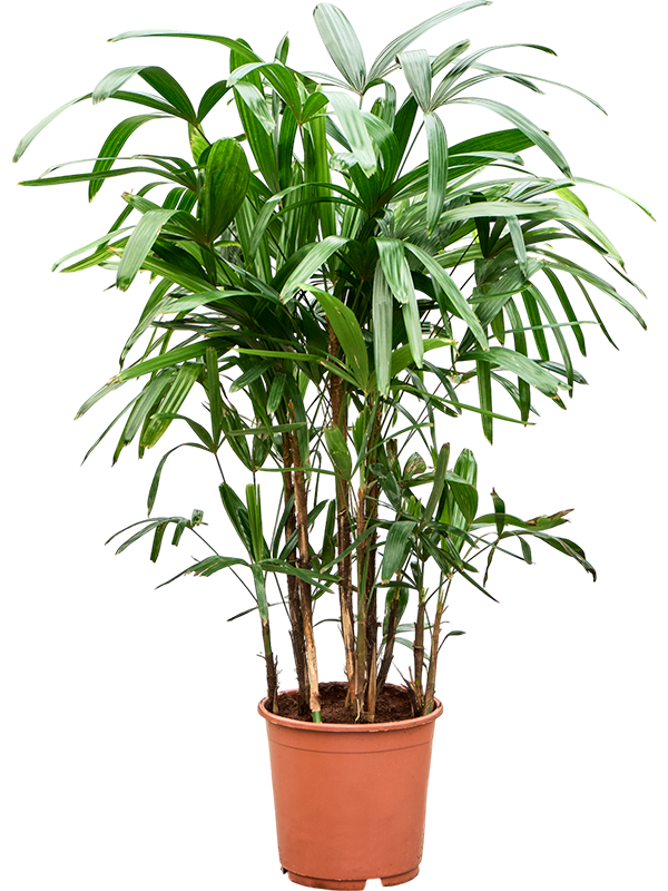 Rhapis excelsa