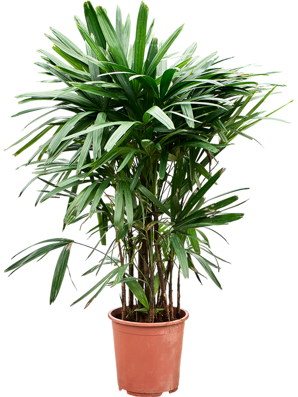 Rhapis excelsa