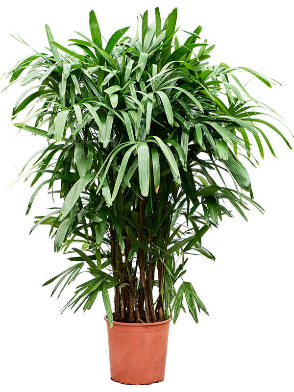 Rhapis excelsa