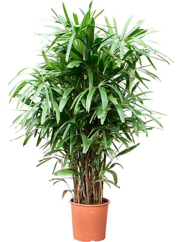 Rhapis excelsa