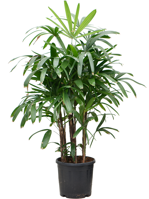 Rhapis excelsa