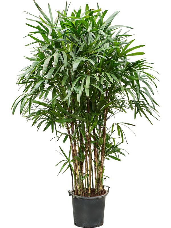 Rhapis excelsa