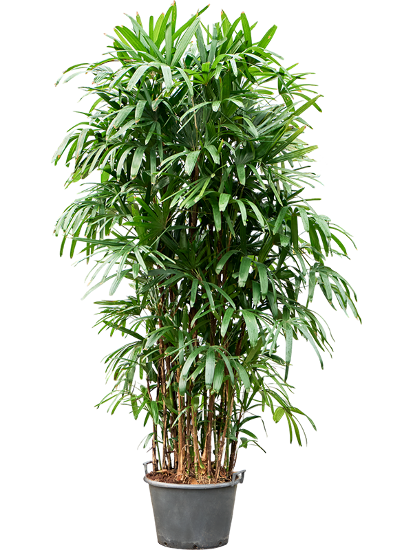 Rhapis excelsa